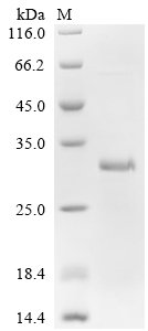 Human Interleukin-4 receptor subunit alpha (IL4R), partial Recombinant Protein, C-His, Homo sapiens (Human), E.coli, C-terminal 6xHis-tagged, 30.8 kDa, purity >≥ 85% as determined by SDS-PAGE.