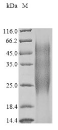 Enterobacter agglomerans Ice nucleation protein (iceE), partial Recombinant Protein, Enterobacter agglomerans (Erwinia herbicola) (Pantoea agglomerans), Yeast, N-terminal 6xHis-tagged, 15.7 kDa, purity >≥ 90% as determined by SDS-PAGE.