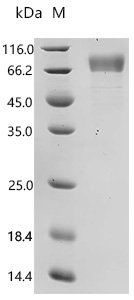 Human Atrial natriuretic peptide receptor 1 (NPR1), partial Recombinant Protein, C-10His, Homo sapiens (Human), Mammalian cell, C-terminal 10xHis-tagged, 55.4 kDa, purity >≥ 95% as determined by SDS-PAGE.