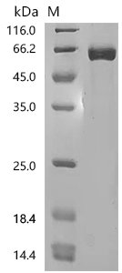 Human Somatostatin (SST), partial Recombinant Protein, C-hFc1, Homo sapiens (Human), Homo sapiens (Human), C-terminal hFc1-tagged, 32.1 kDa, purity >≥ 90% as determined by SDS-PAGE.