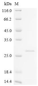 Bos indicus x Bos taurus Kappa-casein, partial Recombinant Protein, N-10His/C-Myc, aa 61–190, Bos indicus x Bos taurus (Hybrid cattle), E.coli, N-terminal 10xHis-tagged and C-terminal Myc-tagged, 21.6 kDa, purity >≥ 90% as determined by SDS-PAGE.