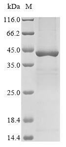 Human Interferon beta (IFNB1) Recombinant Protein, C-10His, Homo sapiens (Human), Mammalian cell, C-terminal 10xHis-tagged, 21.8 kDa, purity >≥ 90% as determined by SDS-PAGE.