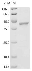 Bovine Pyrroline-5-carboxylate reductase 2 (PYCR2) Recombinant Protein, Bos taurus (Bovine), E.coli, C-terminal 6xHis-tagged, 40.4 kDa, purity >≥ 85% as determined by SDS-PAGE.