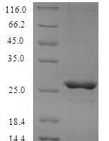 Mouse Mast cell protease 4 (Mcpt4) Recombinant Protein, N-His, aa 21–246, Yeast - BioCrest Sci