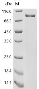 Rat Tyrosine-protein kinase receptor TYRO3 (Tyro3), partial Recombinant Protein, C-hFc1, Rattus norvegicus (Rat), Mammalian cell, C-terminal hFc1-tagged, 110.2 kDa, purity >≥ 85% as determined by SDS-PAGE.