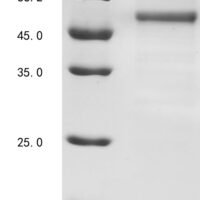 Mouse CREB/ATF bZIP transcription factor (Crebzf) Recombinant Protein - BioCrest Sci