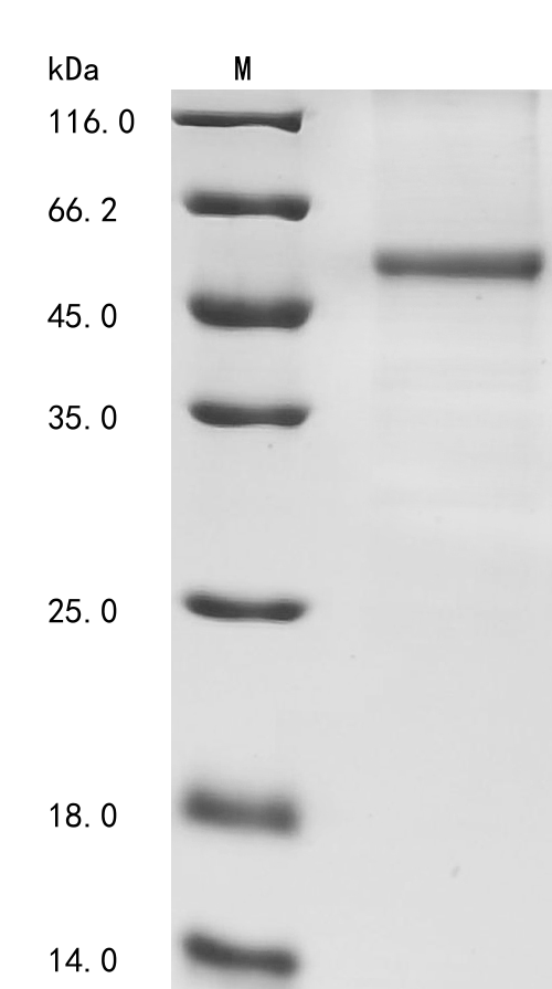 Mouse CREB/ATF bZIP transcription factor (Crebzf) Recombinant Protein, Mus musculus (Mouse), Baculovirus, C-terminal 10xHis-tagged, 39.4 kDa, purity >≥ 85% as determined by SDS-PAGE.