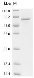 Human Leucine-rich repeat-containing G-protein coupled receptor 5 (LGR5), partial, Biotinylated Recombinant Protein, Homo sapiens (Human), E.coli, N-terminal 6xHis-Avi-tagged, 63.4 kDa, purity >≥ 95% as determined by SDS-PAGE.