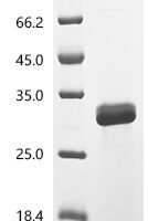 Cavia porcellus Lipocalin Cav p 2.0101 (Lcncavp2) Recombinant Protein, C-His, aa 17–170, E.coli - BioCrest Sci