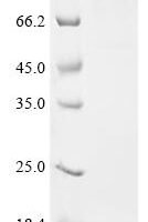 Mouse Desmoglein-3 (Dsg3), partial, Biotinylated Recombinant Protein - BioCrest Sci