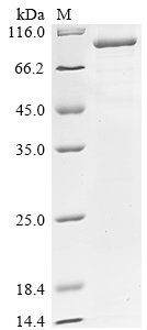 Human Maltase-glucoamylase, intestinal (MGAM), partial Recombinant Protein, Homo sapiens (Human), E.coli, C-terminal 6xHis-tagged, 99.2 kDa, purity >≥ 85% as determined by SDS-PAGE.