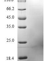 Mouse Lymphocyte antigen 6E (Ly6e) Recombinant Protein, N-10His/C-Myc - BioCrest Sci