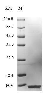 Mouse Lymphocyte antigen 6E (Ly6e) Recombinant Protein, N-10His/C-Myc, Mus musculus (Mouse), E.coli, N-terminal 10xHis-tagged and C-terminal Myc-tagged, 13.8 kDa, purity >≥ 90% as determined by SDS-PAGE.