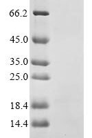 Staphylococcus aureus Phenol-soluble modulin alpha 3 peptide (psmA3) Recombinant Protein - BioCrest Sci