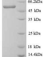 Lemna minor ATP synthase subunit beta, chloroplastic (atpB) Recombinant Protein - BioCrest Sci