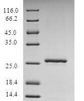 Staphylococcus aureus ESAT-6 secretion system extracellular protein A (esxA) Recombinant Protein - BioCrest Sci