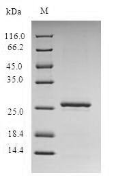 Staphylococcus aureus ESAT-6 secretion system extracellular protein A (esxA) Recombinant Protein, Staphylococcus aureus (strain MSSA476), E.coli, N-terminal 6xHis-SUMO-tagged, 27.0 kDa, purity >≥ 90% as determined by SDS-PAGE.
