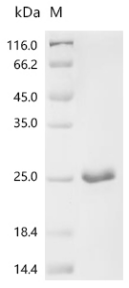 Human TATA-binding protein-associated factor 2N (TAF15), partial Recombinant Protein, C-His, aa 7–99, Homo sapiens (Human), E.coli, C-terminal 6xHis-tagged, 17.5 kDa, purity >≥ 90% as determined by SDS-PAGE.