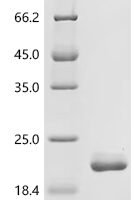 Mouse Alpha-hemoglobin-stabilizing protein (Ahsp) Recombinant Protein, C-His, aa 1–102, E.coli - BioCrest Sci