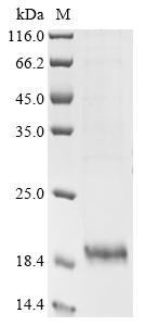 Pig Protegrin-2 (NPG2), partial Recombinant Protein, Sus scrofa (Pig), E.coli, N-terminal 6xHis-SUMO-tagged, 14.9 kDa, purity >≥ 85% as determined by SDS-PAGE.