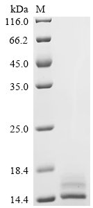 Human Kidney-associated antigen 1 (KAAG1) Recombinant Protein, Homo sapiens (Human), Mammalian cell, C-terminal 10xHis-tagged, 10.5 kDa, purity >≥ 95% as determined by SDS-PAGE.