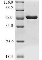 Reovirus type 3 Outer capsid protein sigma-3 (S4) Recombinant Protein, N-10His/C-Myc - BioCrest Sci