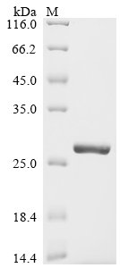 Streptococcus pneumoniae serotype 4 ribosomal protein S12 (rpsL) Recombinant Protein, Streptococcus pneumoniae serotype 4 (strain ATCC BAA-334 / TIGR4), E.coli, N-terminal 10xHis-tagged and C-terminal Myc-tagged, 22.6 kDa, purity >≥ 90% as determined by SDS-PAGE.