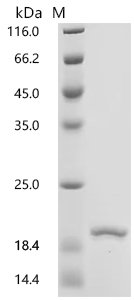 Human Alpha-synuclein (SNCA), partial Recombinant Protein, Tag-Free, Homo sapiens (Human), E.coli, Tag-Free, 14.4 kDa, purity >≥ 85% as determined by SDS-PAGE.