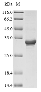 Hypoderma lineatum Collagenase (C200S) Recombinant Protein, Hypoderma lineatum(Early cattle grub)(Common cattle grub), E.coli, N-terminal 10xHis-tagged and C-terminal Myc-tagged, 32.7 kDa, purity >≥ 85% as determined by SDS-PAGE.