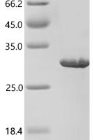 Human Bactericidal permeability-increasing protein (BPI), partial Recombinant Protein - BioCrest Sci