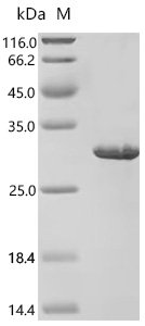 Human Bactericidal permeability-increasing protein (BPI), partial Recombinant Protein, Homo sapiens (Human), E.coli, C-terminal 6xHis-tagged, 30.2 kDa, purity >≥ 85% as determined by SDS-PAGE.