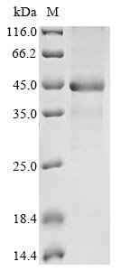 Mouse Aldo-keto reductase family 1 member C13 (Akr1c13) Recombinant Protein, Mus musculus (Mouse), E.coli, N-terminal 10xHis-tagged and C-terminal Myc-tagged, 44.5 kDa, purity >≥ 85% as determined by SDS-PAGE.
