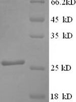 Bacillus subtilis Expansin-yoaJ (yoaJ) Recombinant Protein, N-His-SUMO - BioCrest Sci