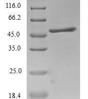 Human SCAN domain-containing protein 1 (SCAND1) Recombinant Protein - BioCrest Sci