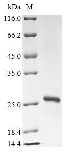 Dog Prorelaxin (RLN) Recombinant Protein, Canis lupus familiaris (Dog) (Canis familiaris), Yeast, C-terminal 6xHis-tagged, 19.1 kDa, purity >≥ 90% as determined by SDS-PAGE.