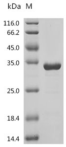 Human Heterogeneous nuclear ribonucleoproteins A2/B1 (HNRNPA2B1), partial Recombinant Protein, C-His, Homo sapiens (Human), E.coli, C-terminal 6xHis-tagged, 29.3 kDa, purity >≥ 95% as determined by SDS-PAGE.