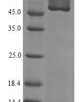 Glycine max  Guanine nucleotide-binding protein subunit beta-like protein Recombinant Protein - BioCrest Sci