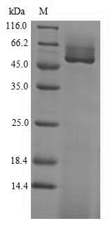 Glycine max Guanine nucleotide-binding protein subunit beta-like protein Recombinant Protein, Glycine max (Soybean) (Glycine hispida), E.coli, N-terminal 6xHis-SUMO-tagged, 51.6 kDa, purity >≥ 90% as determined by SDS-PAGE.