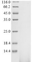 Pig Pulmonary surfactant-associated protein B (SFTPB) Recombinant Protein, Tag-Free, aa 1–79, Yeast - BioCrest Sci