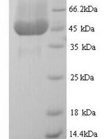 Enterobacteria phage M13 Attachment protein G3P (III) Recombinant Protein, N-His - BioCrest Sci