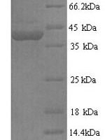Mouse Protein flightless-1 homolog (Flii), partial Recombinant Protein, N-His - BioCrest Sci