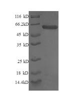 Human Syntaxin-6 (STX6), partial Recombinant Protein, Homo sapiens (Human), E.coli, N-terminal GST-tagged, 53.4 kDa, purity >≥ 90% as determined by SDS-PAGE.