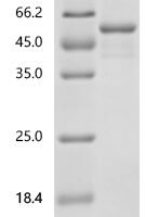 Human Flotillin-2 (FLOT2) Recombinant Protein - BioCrest Sci