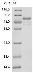 Human Flotillin-2 (FLOT2) Recombinant Protein, Homo sapiens (Human), E.coli, N-terminal 6xHis-tagged, 52.9 kDa, purity >≥ 85% as determined by SDS-PAGE.