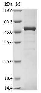 Plasmodium ovale Tryptophan-rich protein (PowCR01_000150100), partial Recombinant Protein, Plasmodium ovale (malaria parasite P. ovale), E.coli, N-terminal 10xHis-tagged and C-terminal Myc-tagged, 51.5 kDa, purity >≥ 85% as determined by SDS-PAGE.