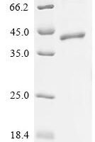 Human Butyrophilin-like protein 2 (BTNL2), partial Recombinant Protein, C-hFc1, aa 29–140 - BioCrest Sci