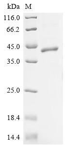 Human Butyrophilin-like protein 2 (BTNL2), partial Recombinant Protein, C-hFc1, aa 29–140, Homo sapiens (Human), Mammalian cell, C-terminal hFc1-tagged, 40.5 kDa, purity >≥ 85% as determined by SDS-PAGE.