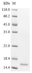 Human Bromodomain-containing protein 2 (BRD2), partial Recombinant Protein, N-His, Homo sapiens (Human), Yeast, N-terminal 6xHis-tagged, 16.0 kDa, purity >≥ 85% as determined by SDS-PAGE.