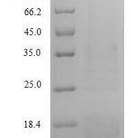 Saccharomyces cerevisiae A-agglutinin-binding subunit (AGA2) Recombinant Protein, N-His - BioCrest Sci