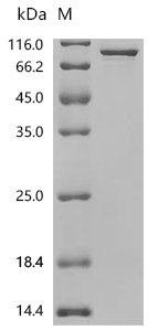 Human ATP-dependent RNA helicase DDX3X (DDX3X) Recombinant Protein, C-10His, Homo sapiens (Human), E.coli, C-terminal 10xHis-tagged, 82.9 kDa, purity >≥ 95% as determined by SDS-PAGE.